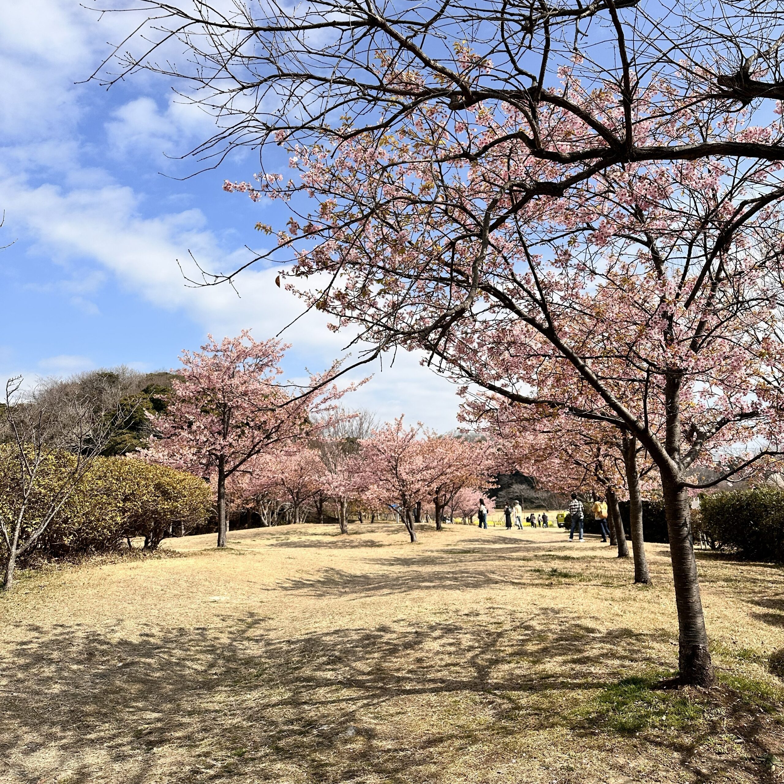 観音崎桜まつりへ！